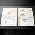 Next Page - 